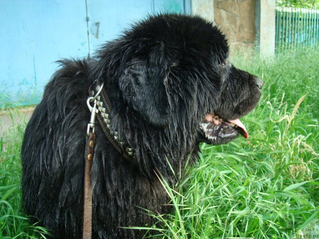 Фотография № 69306