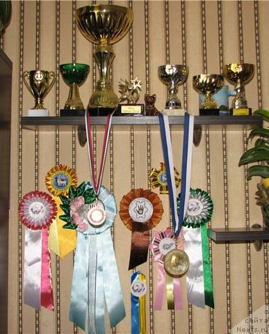 Фото: ньюфаундленд Dar Svezy Uvenal Vale (Дар Свезы Ювенал Вале)