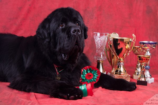 Фото: ньюфаундленд Pchiolkin Dom Veniamin (Пчёлкин Дом Вениамин)