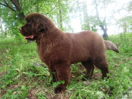 Фото: ньюфаундленд Obush Shed Yakutia (Обуш Шед Якутия)