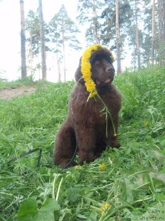 Фото: ньюфаундленд Obush Shed Yakutia (Обуш Шед Якутия)