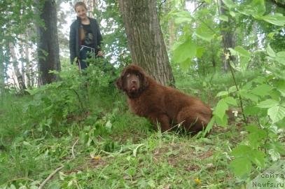 Фото: ньюфаундленд Obush Shed Yakutia (Обуш Шед Якутия)