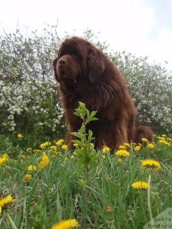 Фото: ньюфаундленд Super Premium Brabus (Супер Премиум Брабус)