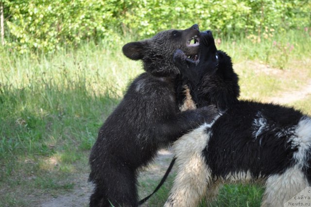 Фото: ньюфаундленд Jezl Monarha (Жезл Монарха)