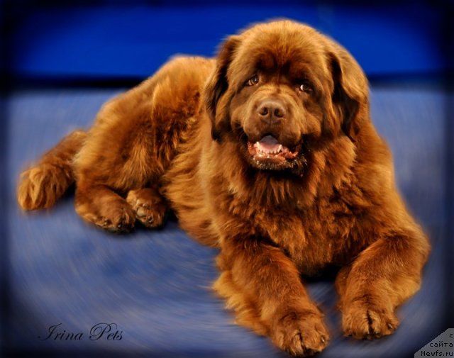 Фото: ньюфаундленд Igerma iz Akademii Shokolada (Игерма из Академии Шоколада)