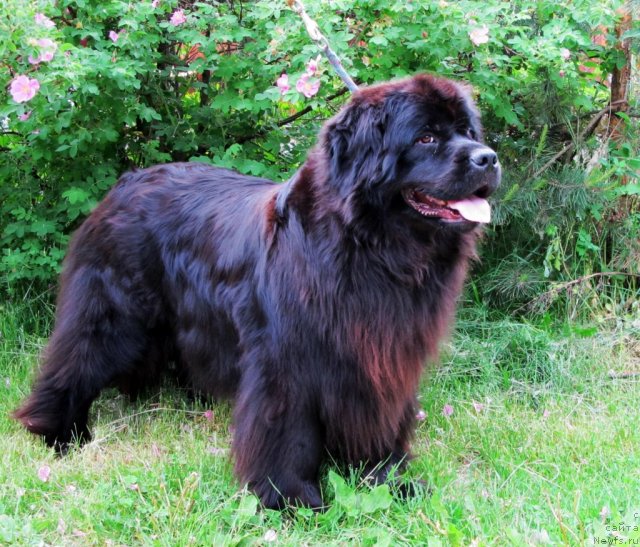 Фото: ньюфаундленд Potap Felicia (Потап Фелиция)