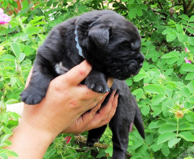 Фото: ньюфаундленд Byella Moss Cellarius (Бэлла Мосс Целлариус)