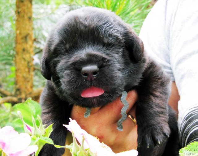 Фото: ньюфаундленд Byella Moss Cellarius (Бэлла Мосс Целлариус)