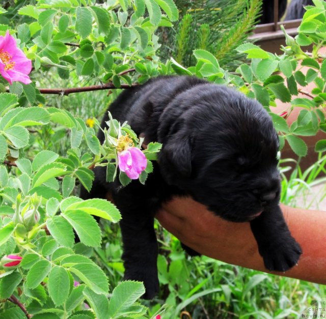 Фото: ньюфаундленд Byella Moss Citerius (Бэлла Мосс Цитериус)