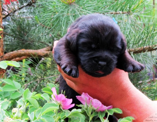 Фото: ньюфаундленд Byella Moss Citerius (Бэлла Мосс Цитериус)