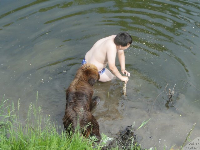 Фото: ньюфаундленд Barhatka Roskoshnaya (Бархатка Роскошная), Максим Перевышин!