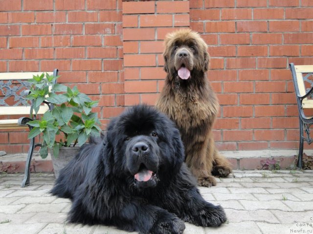 Фото: ньюфаундленд Baloven' Sud'byi (Баловень Судьбы), ньюфаундленд Barhatka Roskoshnaya (Бархатка Роскошная)