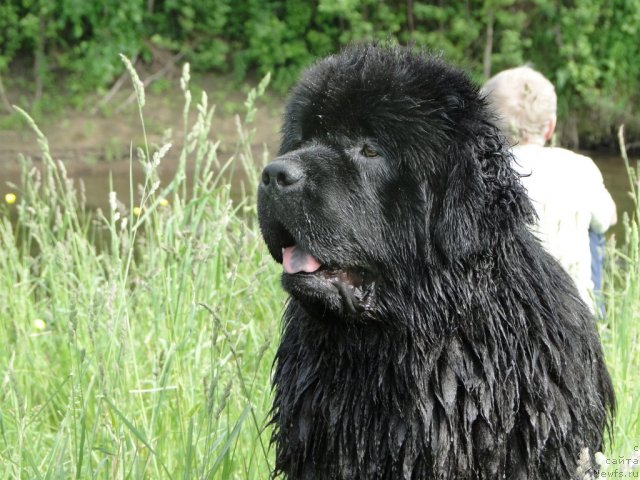 Фото: ньюфаундленд Baloven' Sud'byi (Баловень Судьбы)