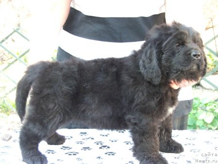 Фото: ньюфаундленд Plushevaya Panda Ustinja Savelevna (Плюшевая Панда Устинья Савельевна)