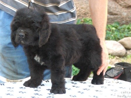 Фото: ньюфаундленд Plushevaya Panda Ustinja Savelevna (Плюшевая Панда Устинья Савельевна)