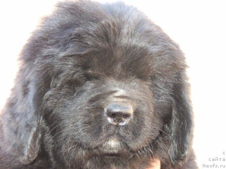 Фото: ньюфаундленд Plushevaya Panda Ustinja Savelevna (Плюшевая Панда Устинья Савельевна)