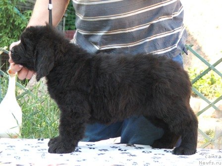 Фото: ньюфаундленд Plushevaya Panda Urmas (Плюшевая Панда Урмас)