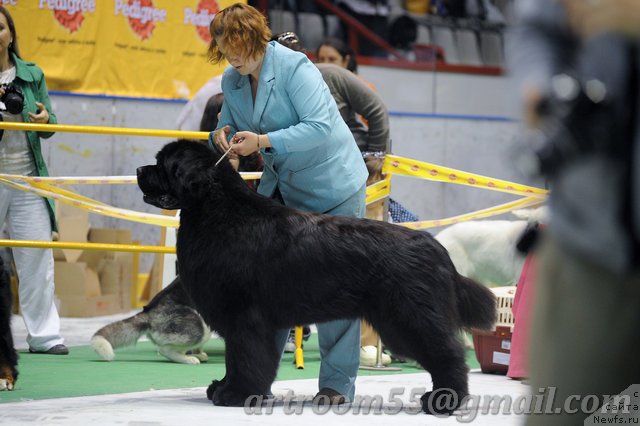 Фото: ньюфаундленд Akvatoriya Kelvin Insayder (Акватория Келвин Инсайдер)