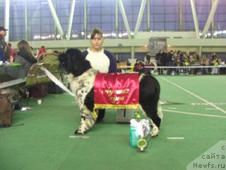 Фото: ньюфаундленд Plushevaya Panda Debra (Плюшевая Панда Дэбра)