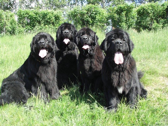 Фото: ньюфаундленд Charuyuschaya Noch ot Marleon Dusvik (Чарующая Ночь от Марлеон Дусвик), ньюфаундленд Arh B'yuti Oksi Svet (Арх Бьюти Окси Свет), ньюфаундленд Apriori Arh B'yuti (Априори Арх Бьюти), ньюфаундленд Aquatoriya Kelvin Lambordghini (Акватория Келвин Ламборджини)