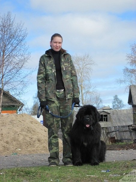 Фото: ньюфаундленд Aquatoriya Kelvin Lambordghini (Акватория Келвин Ламборджини)