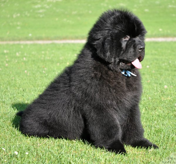 Фото: ньюфаундленд Very Fairweathers X'Got The Rhythm