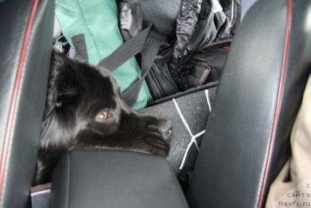 Фото: ньюфаундленд Bonni Flayt (Бонни Флайт)