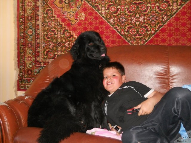 Фото: ньюфаундленд Fann'yuf Agata Kristi (Фанньюф Агата Кристи)