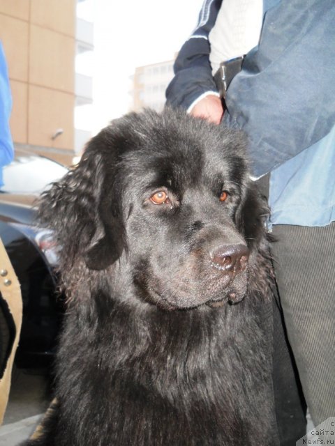 Фото: ньюфаундленд Fann'yuf Agata Kristi (Фанньюф Агата Кристи)