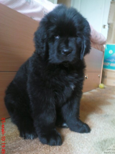 Фото: ньюфаундленд Mirabella iz Tihogo Omuta (Мирабелла из Тихого Омута)
