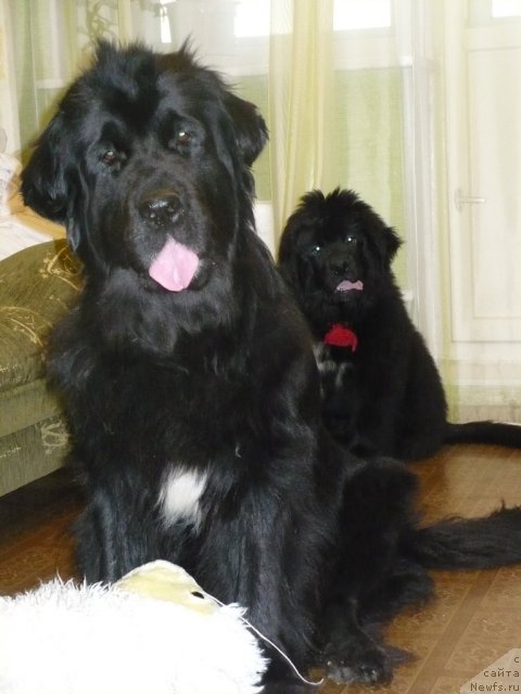 Фото: ньюфаундленд Super Bizon Astoriya (Супер Бизон Астория), Антарио Блэк Стайл