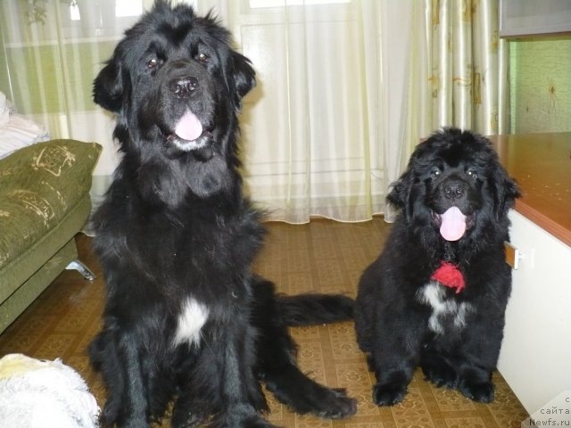 Фото: ньюфаундленд Super Bizon Astoriya (Супер Бизон Астория), Антарио Блэк Стайл