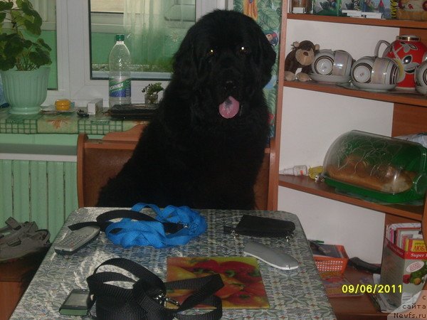 Фото: ньюфаундленд Laskovyiy Mishka (Ласковый Мишка)