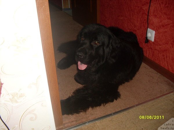 Фото: ньюфаундленд Laskovyiy Mishka (Ласковый Мишка)