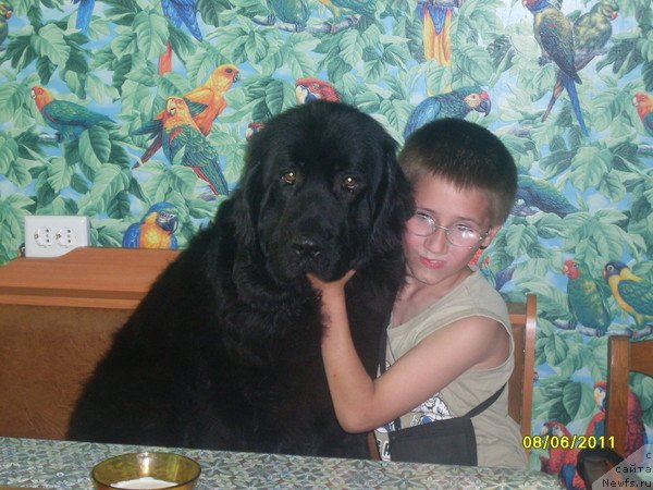 Фото: ньюфаундленд Laskovyiy Mishka (Ласковый Мишка), и Лёша