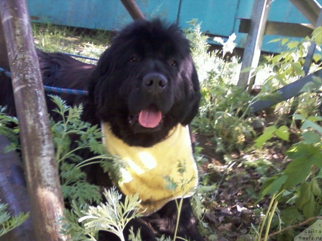 Фото: ньюфаундленд Empress Winner iz Medvejyego Yara (Емприсс Виннер из Медвежьего Яра)