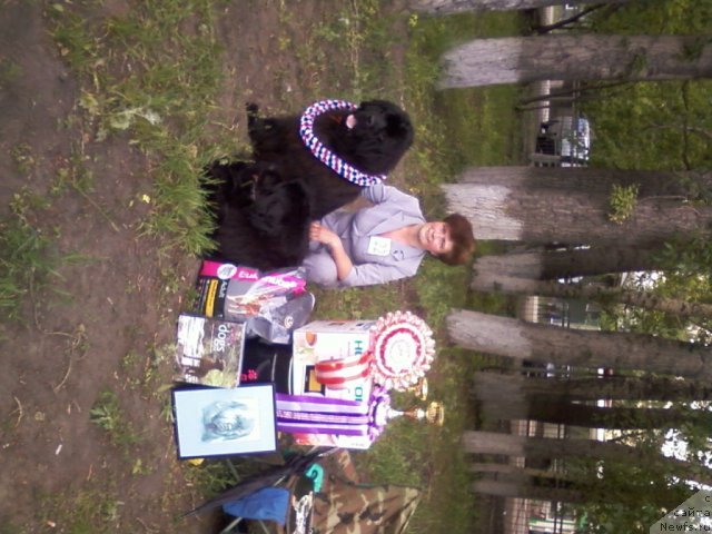 Фото: ньюфаундленд Empress Winner iz Medvejyego Yara (Емприсс Виннер из Медвежьего Яра), ньюфаундленд Navarro Dyelyuks iz Medvej'ego YAra (Наварро Дэлюкс из Медвежьего Яра)