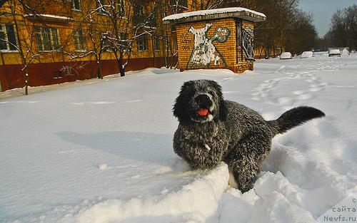 Фото: ньюфаундленд Potap Paris (Потап Парис)