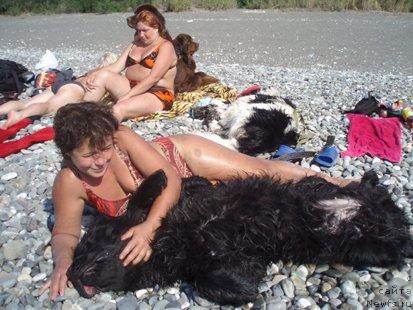 Фото: ньюфаундленд Talula Bell (Талула Белл), Anna Kovalyova (Анна Ковалёва)