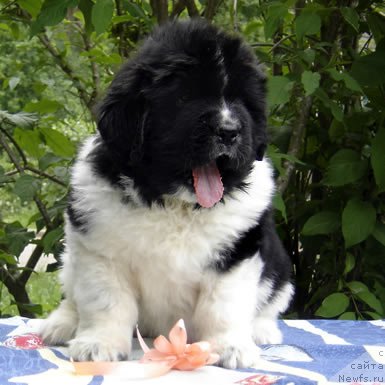 Фото: ньюфаундленд Piternyuf I Did It Again (Питерньюф И Дид Ит Агаин)