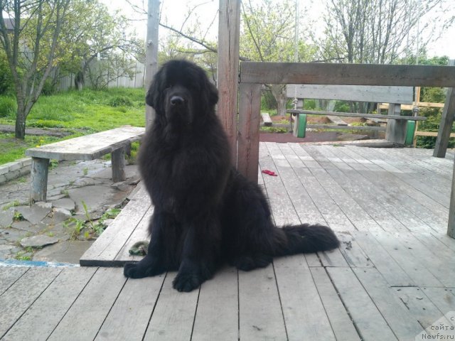 Фото: ньюфаундленд I'm Little Princess Midnight Bear