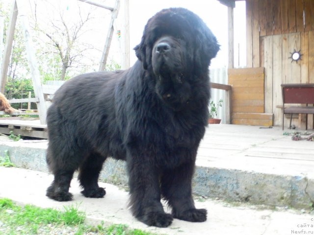 Фото: ньюфаундленд Super Premium Ameliya YEkshen (Супер Премиум Амелия Экшен)