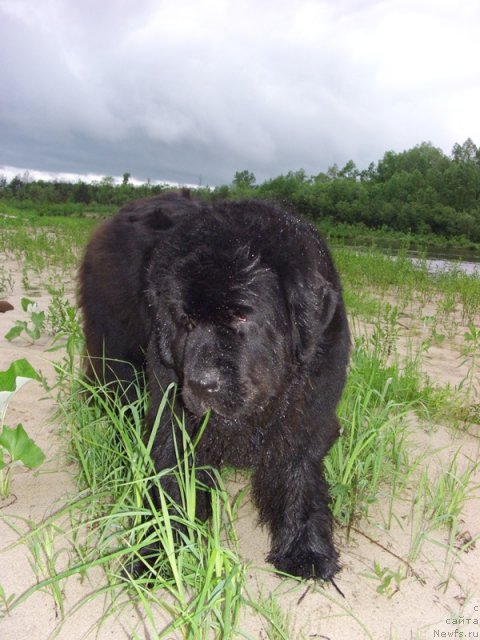 Фото: ньюфаундленд Akin Soul Sofiya (Акин Соул София)
