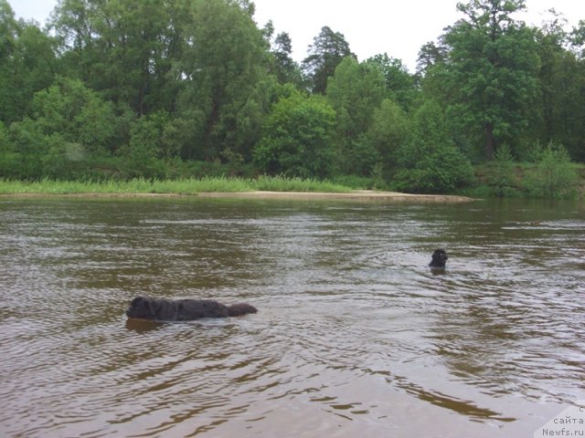 Фото: ньюфаундленд Lesnaya Skazka Lunnaya Sonata (Лесная Сказка Лунная Соната)