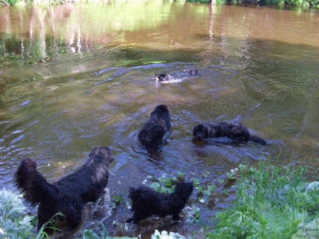 Фото: ньюфаундленд Akin Soul Sofiya (Акин Соул София), ньюфаундленд Lesnaya Skazka Lunnaya Sonata (Лесная Сказка Лунная Соната), ньюфаундленд Andjel Viktorius (Анджел Викториус), ньюфаундленд Baryishnya (Барышня), Фрося