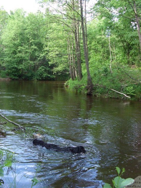 Фото: ньюфаундленд Lesnaya Skazka Lunnaya Sonata (Лесная Сказка Лунная Соната)