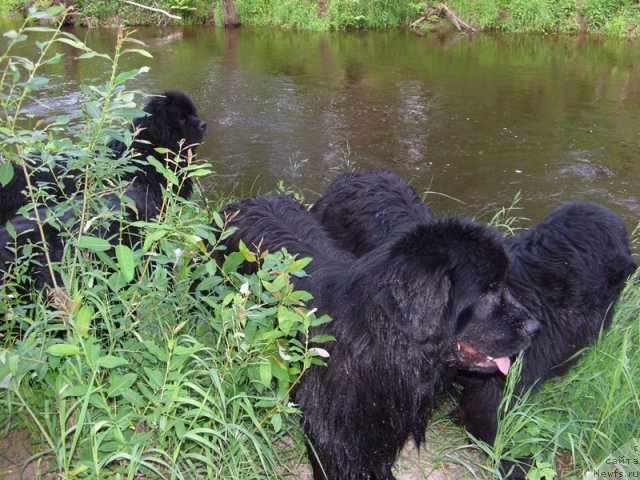 Фото: ньюфаундленд Baryishnya (Барышня), ньюфаундленд Andjel Viktorius (Анджел Викториус)