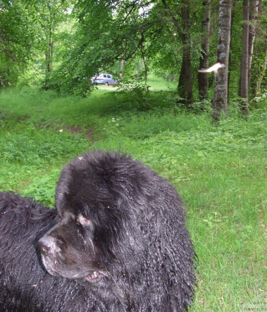 Фото: ньюфаундленд Andjel Viktorius (Анджел Викториус)