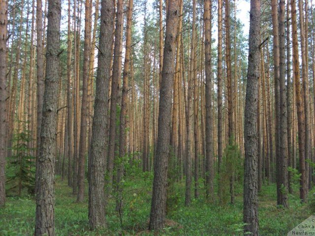 Фотография № 69554