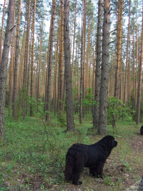 Фото: ньюфаундленд Akin Soul Sofiya (Акин Соул София)